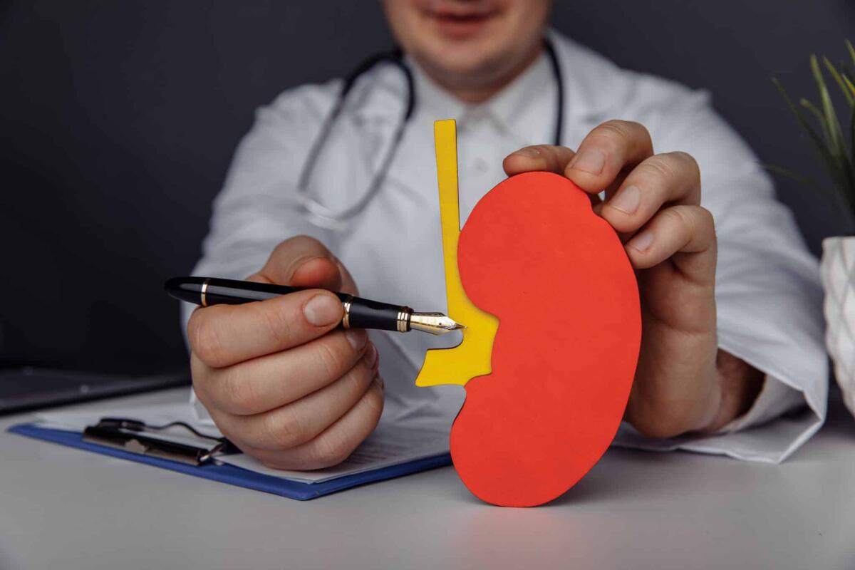 Trapiantato un rene di un maiale in una scimmia - Doctor showing a model of kidney. Healthcare and treatment concept.