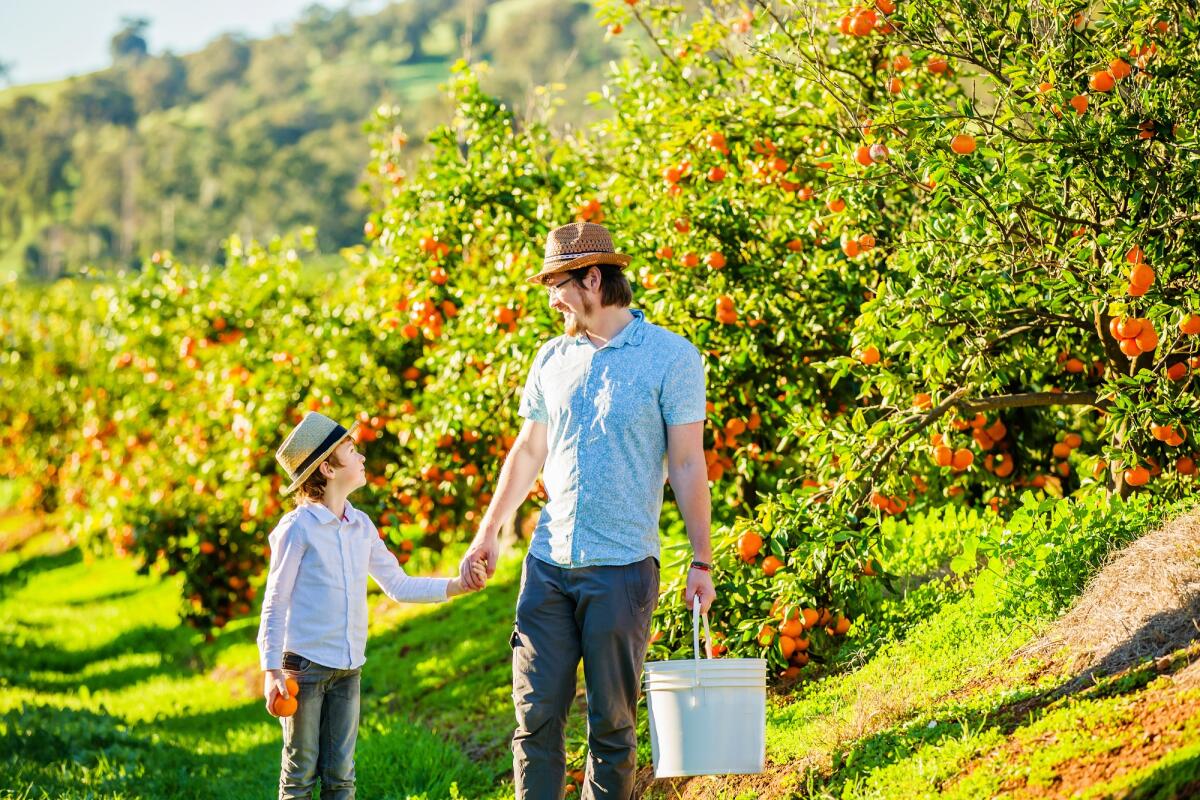 Cambiare vita, perché considerare l’apertura di un agriturismo - Happy father with his young son visiting citrus farm to pick oranges, lemons and mandarins. Joyful quality family time on summer holidays