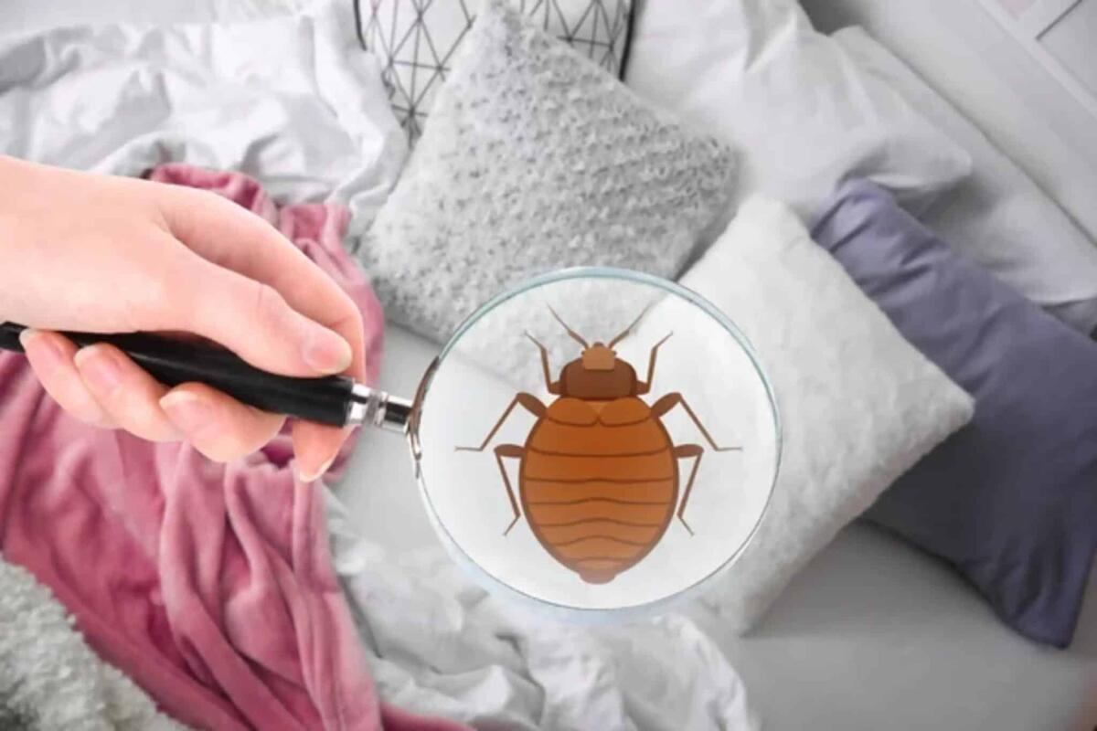 Cimici dei letti: cosa sono e come prevenire le infestazioni - 