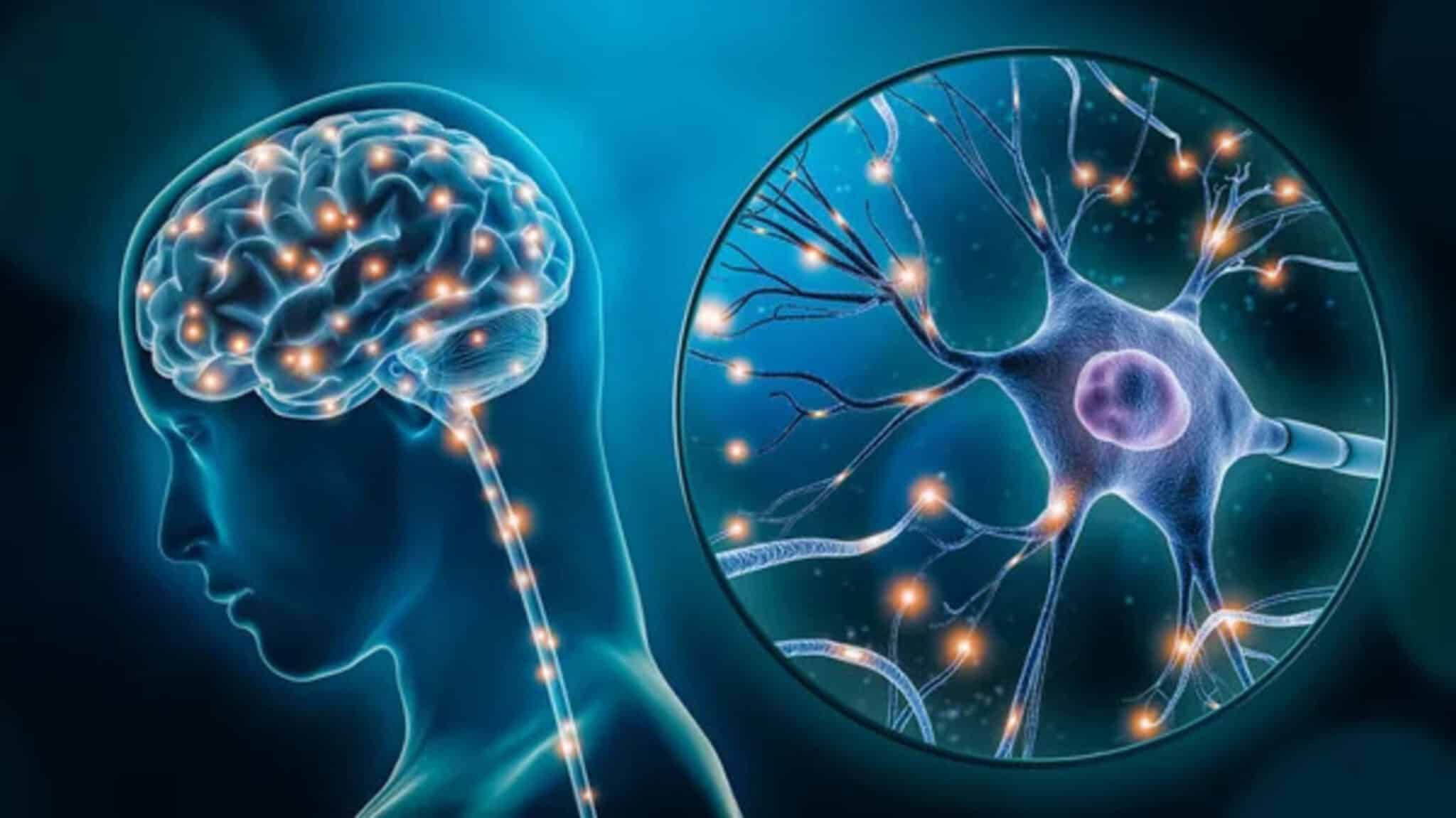 neuroscienze