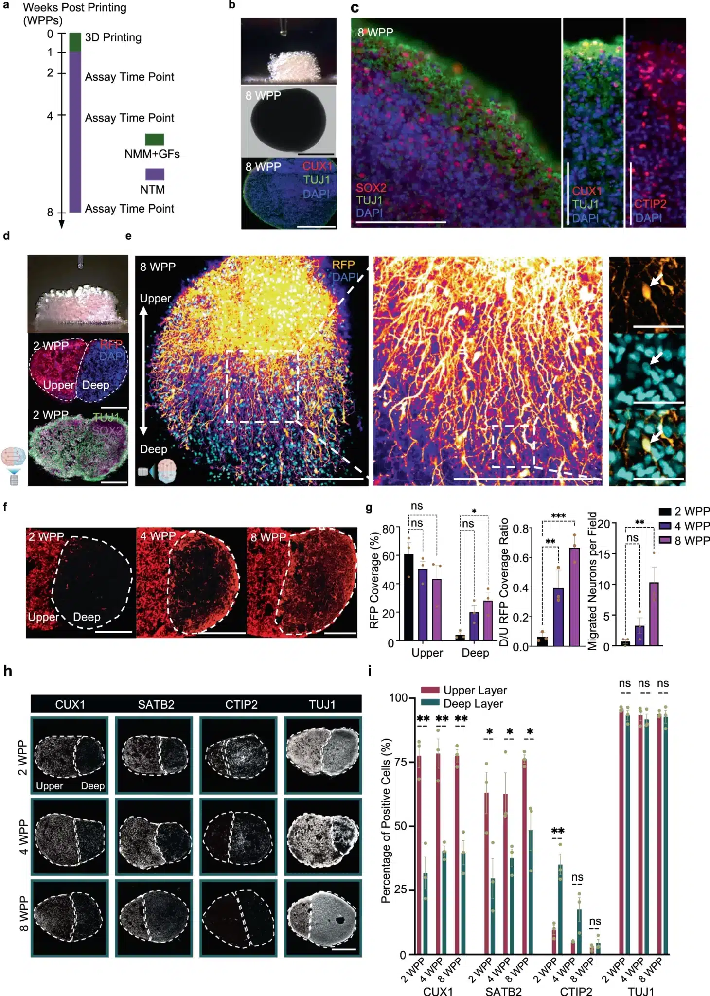 Costruzione di tessuto corticale cerebrale con strati profondi e superiori mediante la nuova tecnica di bioprinting 3D a goccia -  Credits: University of Oxford
