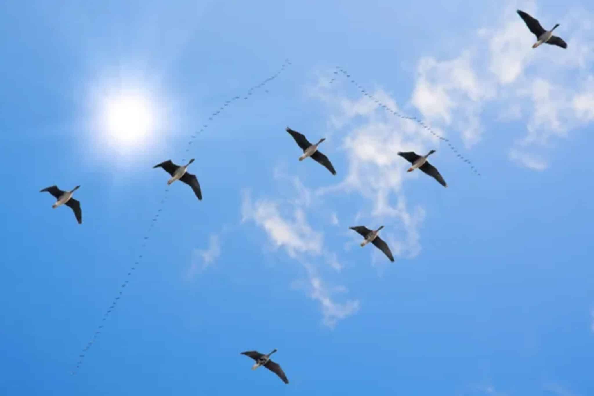 migrazione degli uccelli