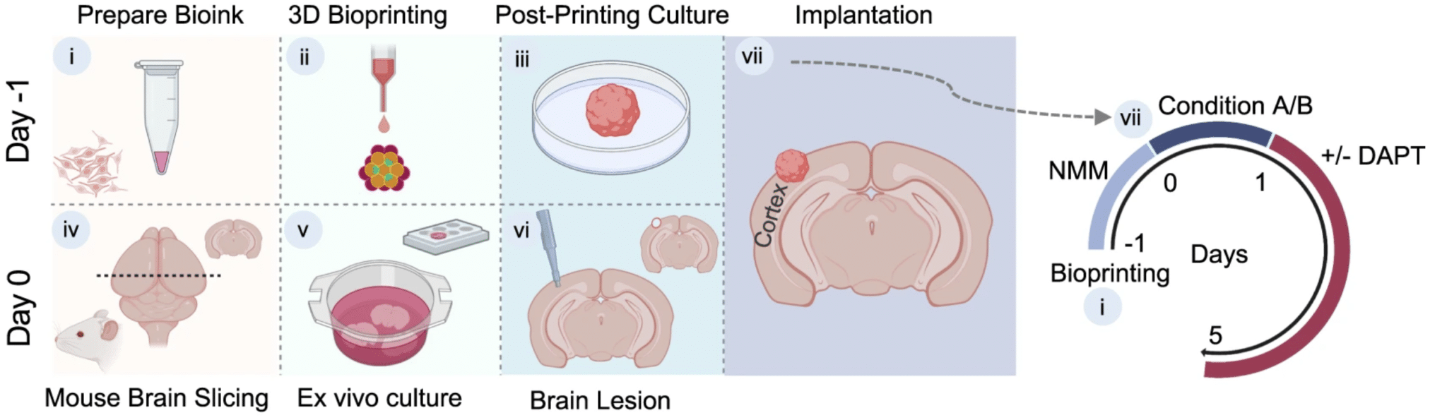 Fasi nel processo di impianto - Credits: University of Oxford