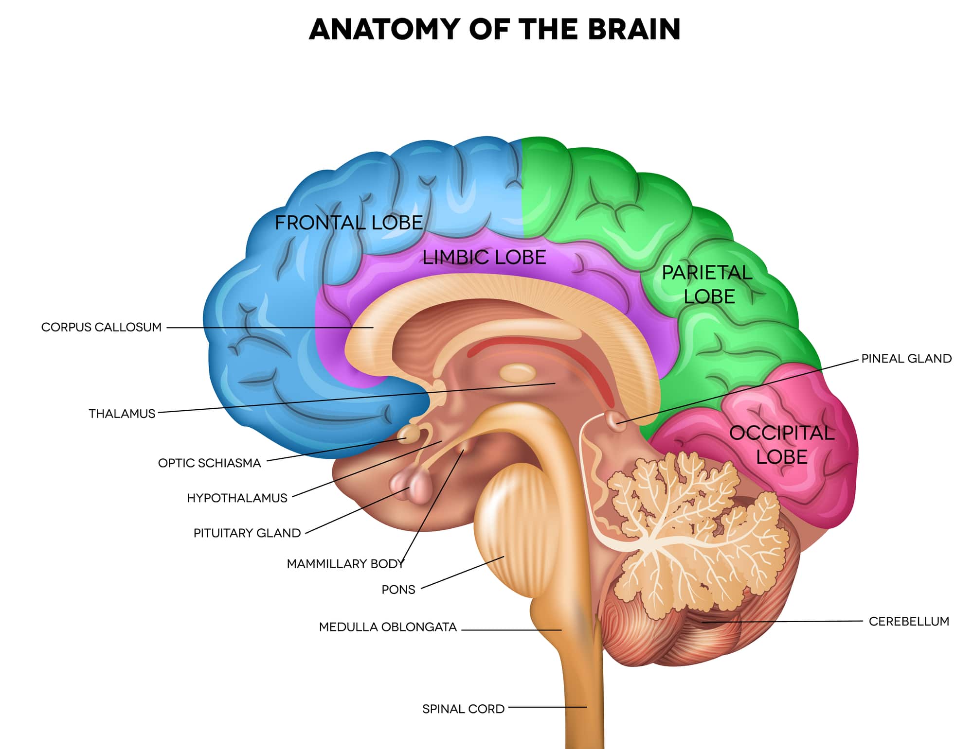 Rappresentazione anatomica del cervello umano.