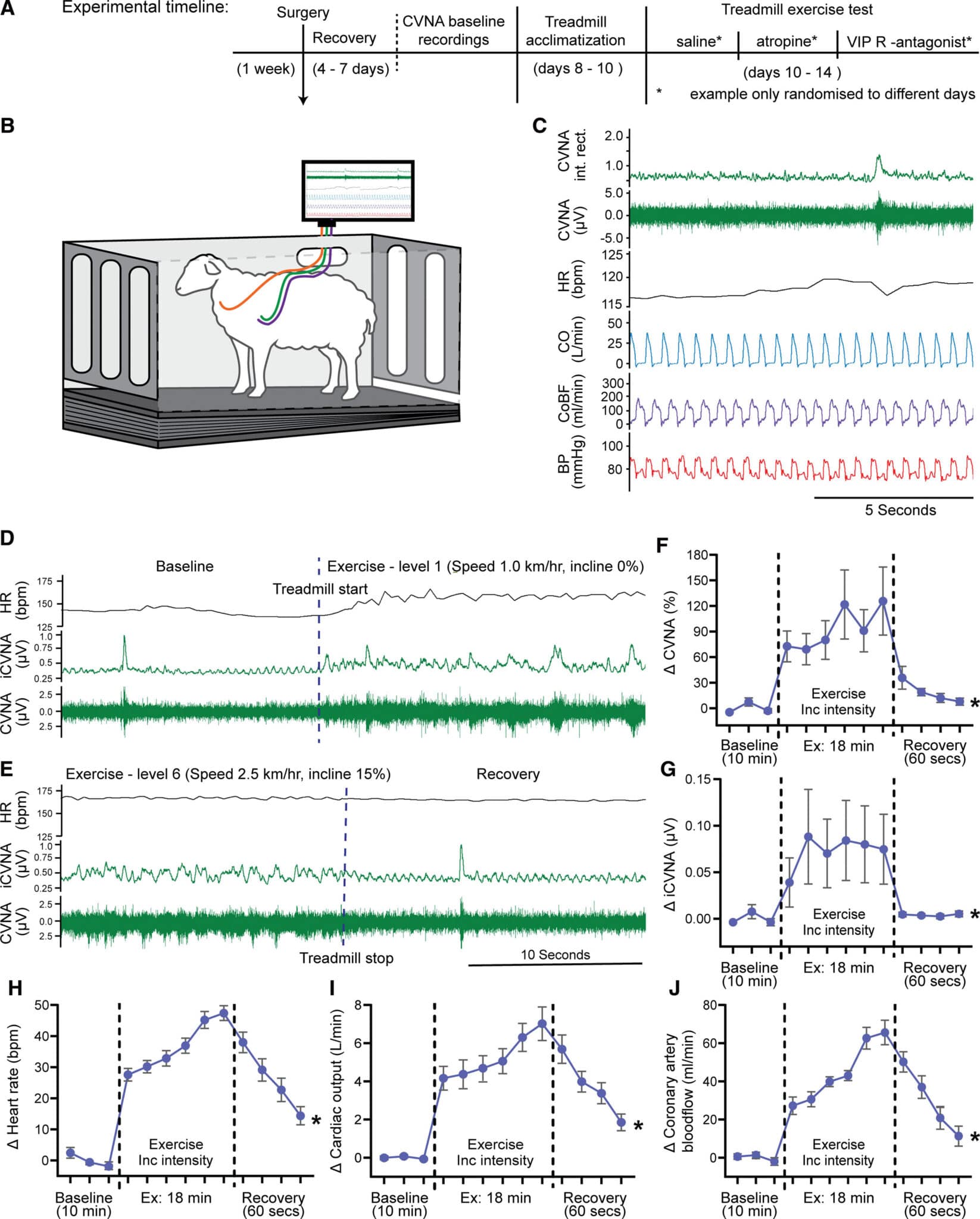 Studio condotto in vivo su pecore - Credits: Circulation Research