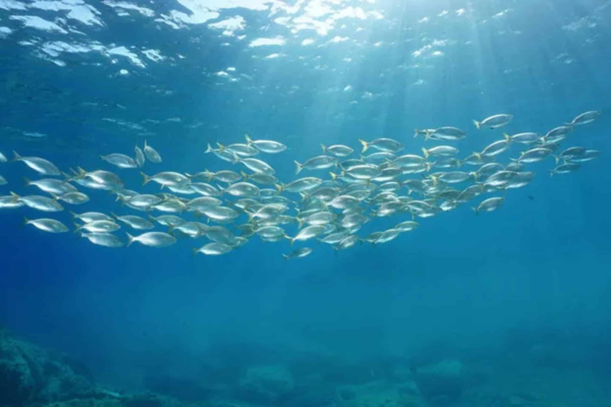 biodiversità