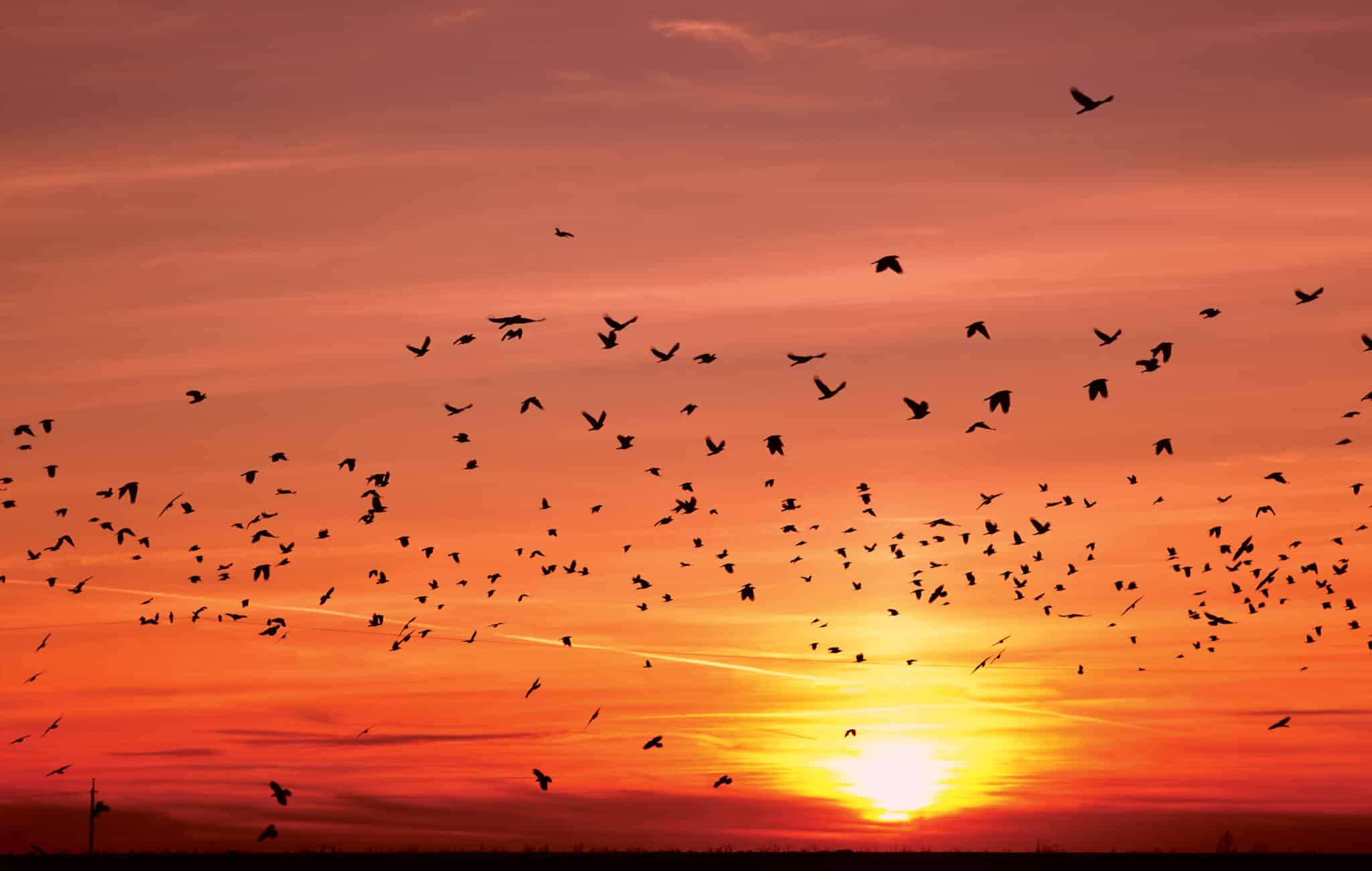 biodiversità