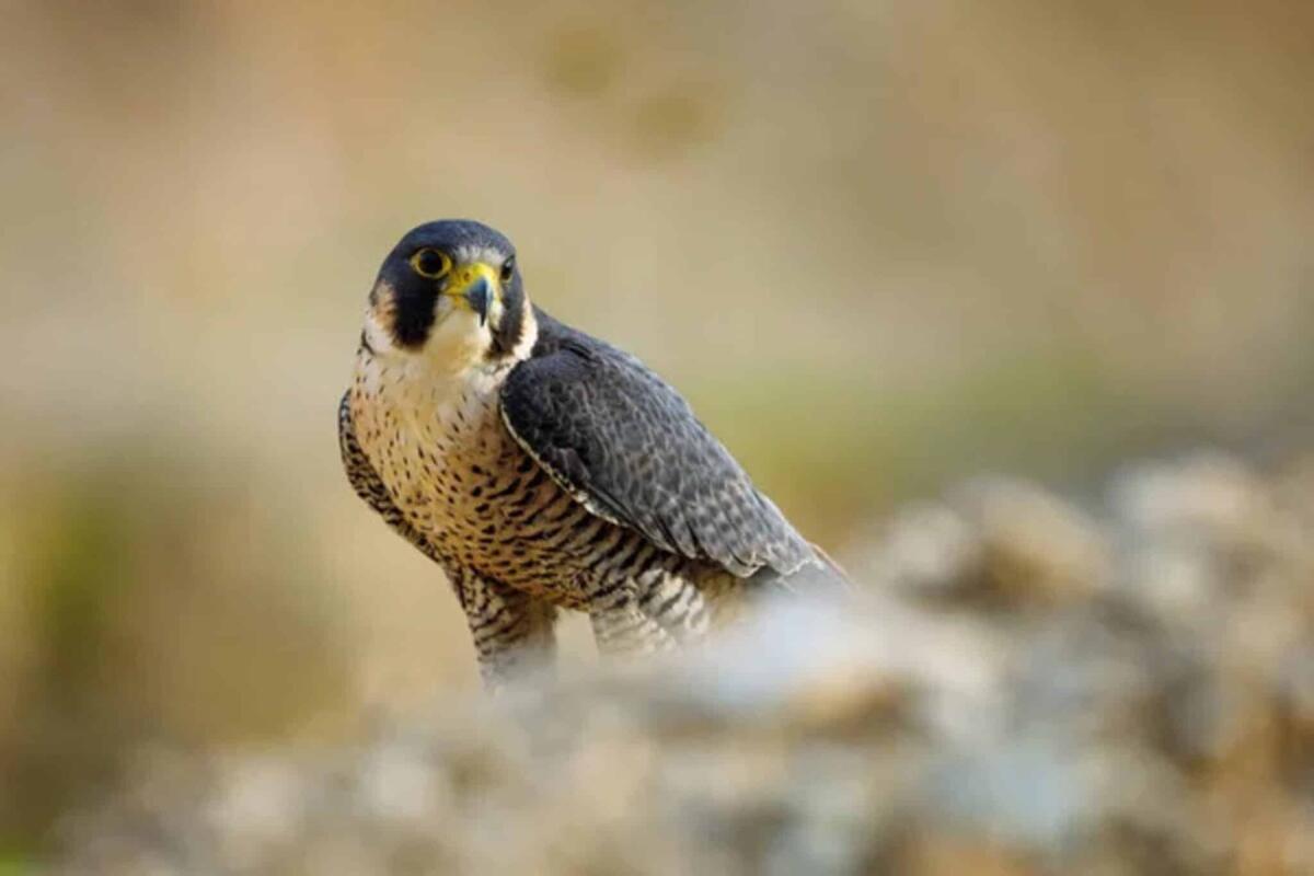 Qual è l'animale più veloce del mondo? - 
