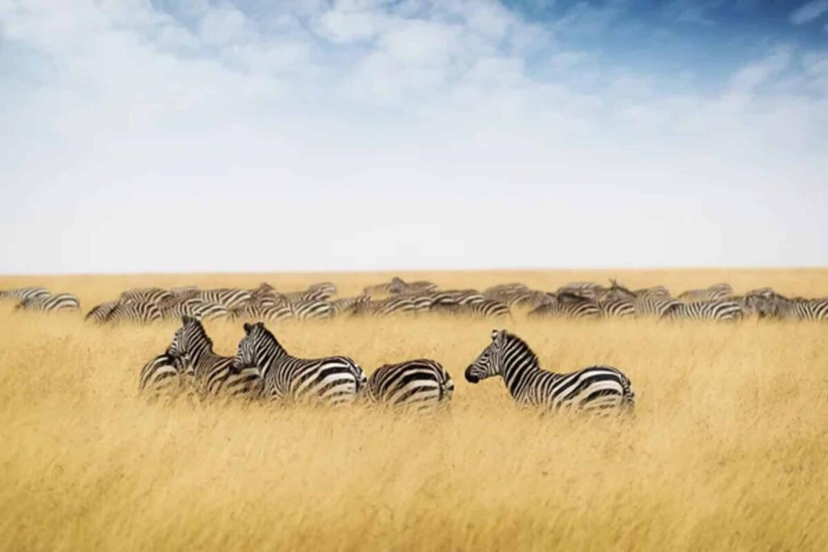 Perché le zebre hanno le strisce? - 