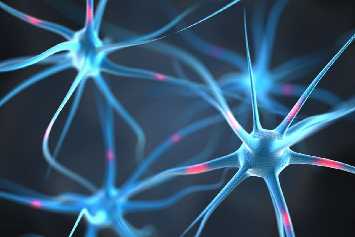 Scoperto un nuovo tipo di cellule cerebrali - Neurons in the brain