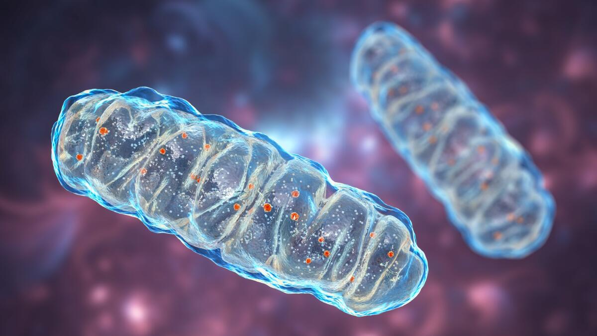 Aciduria combinata D,L-2-idrossiglutarica: cos'è, cause e prognosi - Mitochondria, a membrane-enclosed cellular organelles producing energy, 3D illustration