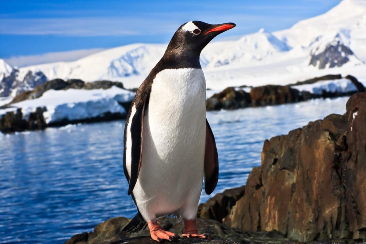 Diagrammi di Feynman: il caso del pinguino - Penguin on the stone coast of Antarctica, mountains in the background