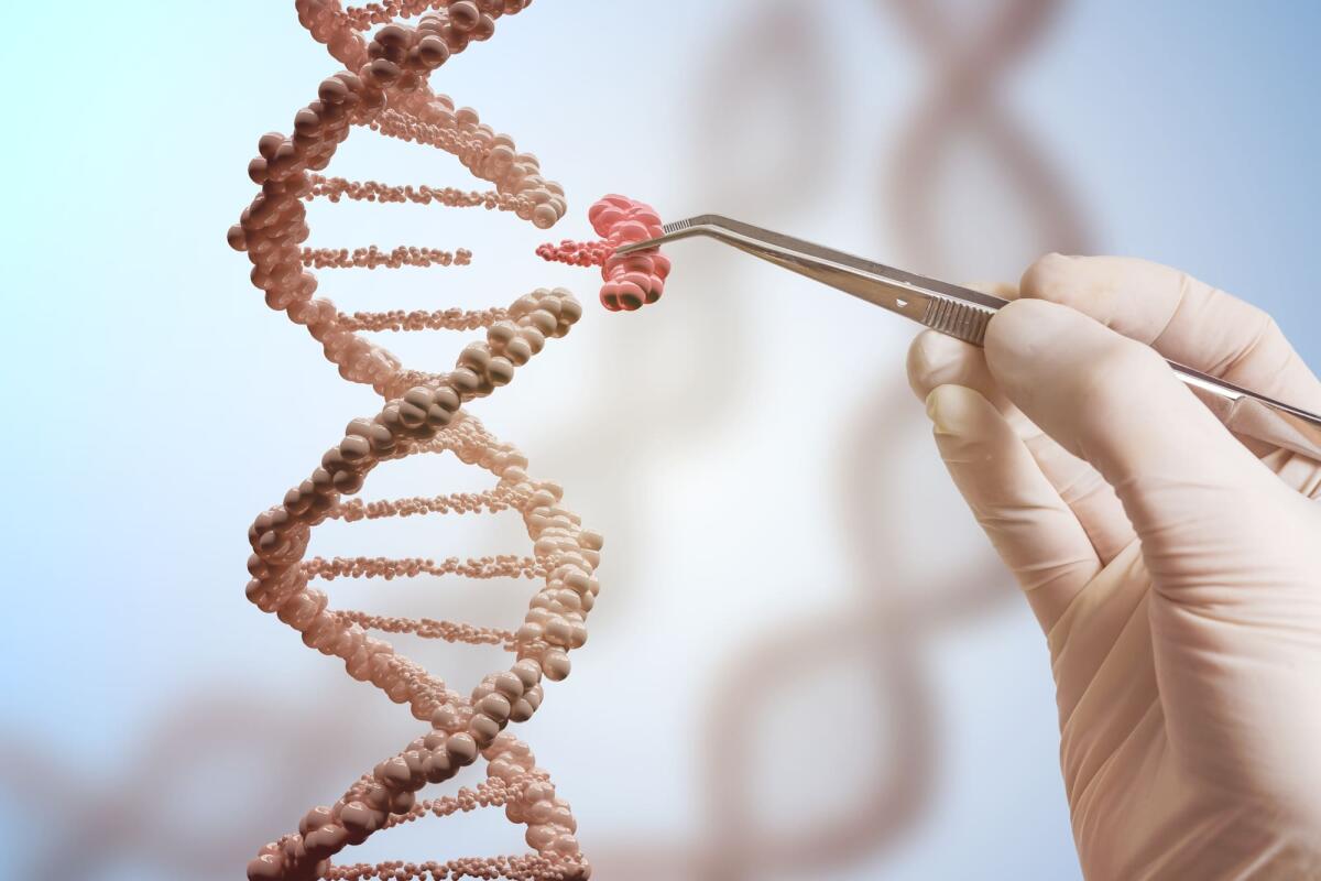 Regno Unito diventa il primo paese al mondo ad autorizzare una terapia genica per trattare due gravi malattie ereditarie - Genetic engineering and gene manipulation concept. Hand is replacing part of a DNA molecule.