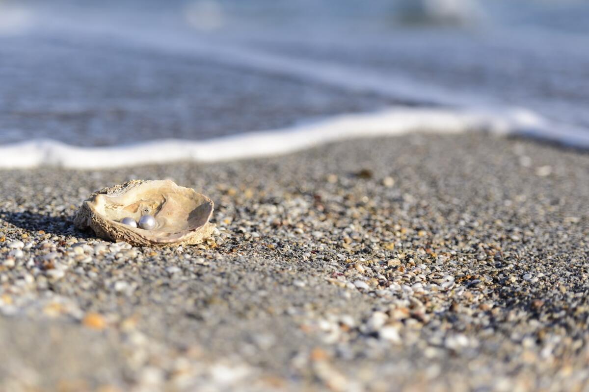 Come si formano le perle nelle ostriche? - Australian pearls over an old shell on the beach washed by the waves of the sea.