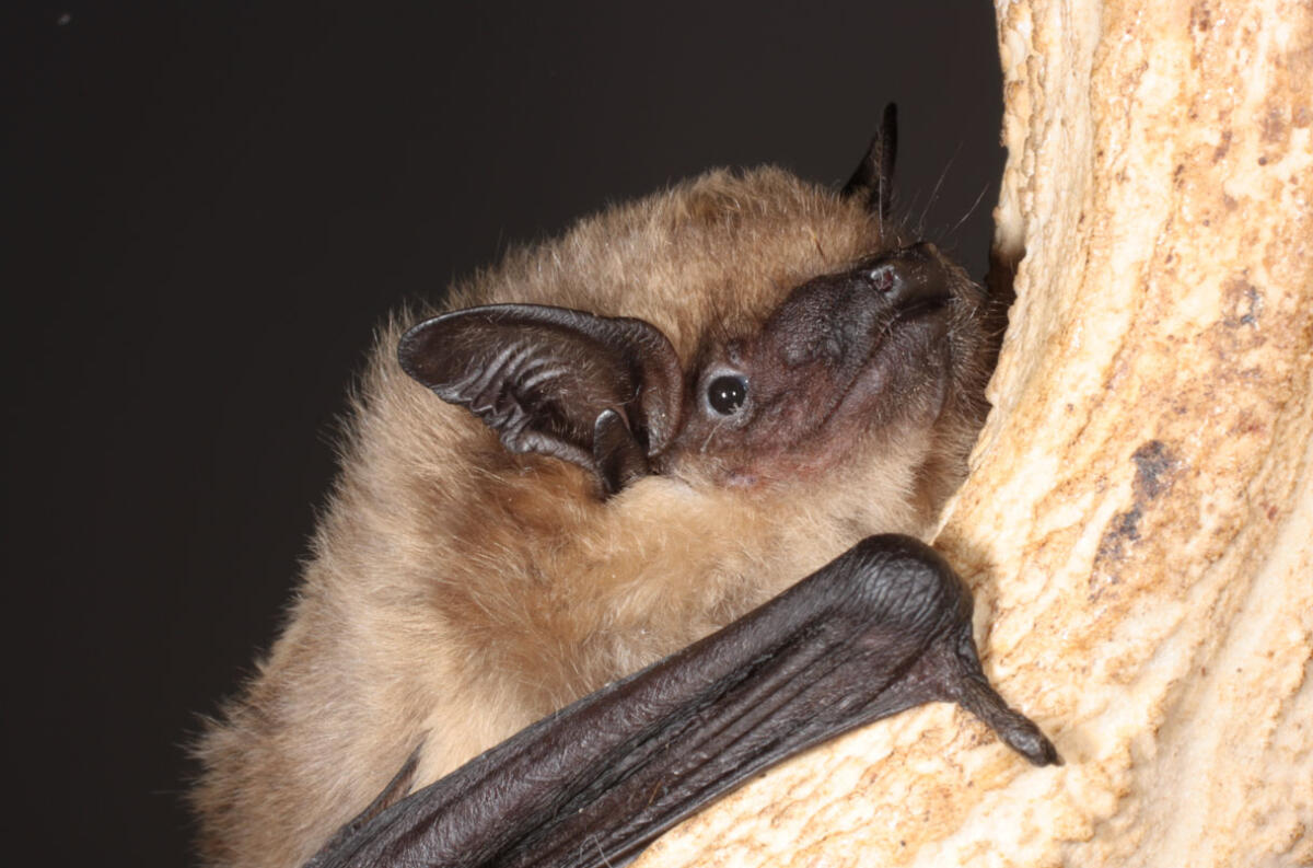 Pipistrello ha il pene troppo grande: primo mammifero a non riprodursi tramite penetrazione - 