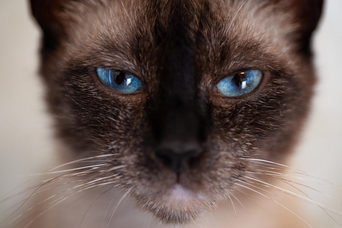 Quella volta in cui un gatto fu inserito come coautore di un paper rivoluzionario in campo fisico - Siamese cat
