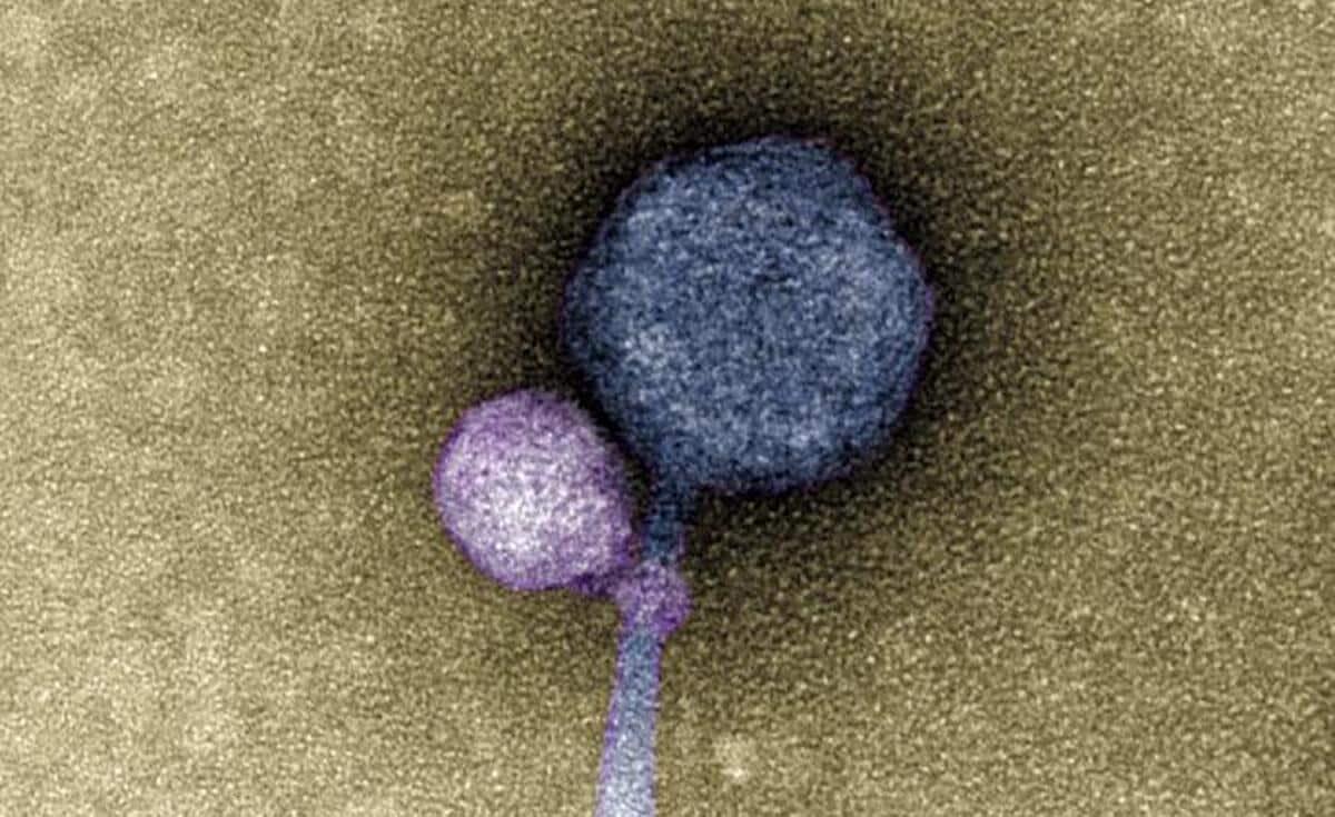 Scoperto un "virus vampiro": si attacca al "collo" di un altro virus per proliferare - 
