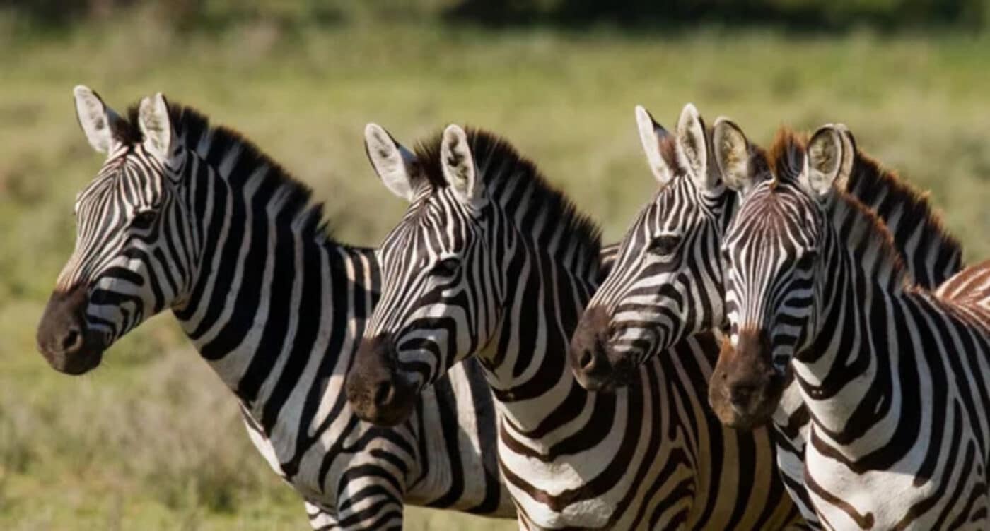 zebre