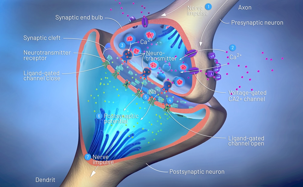 Scoperto un nuovo tipo di cellule cerebrali