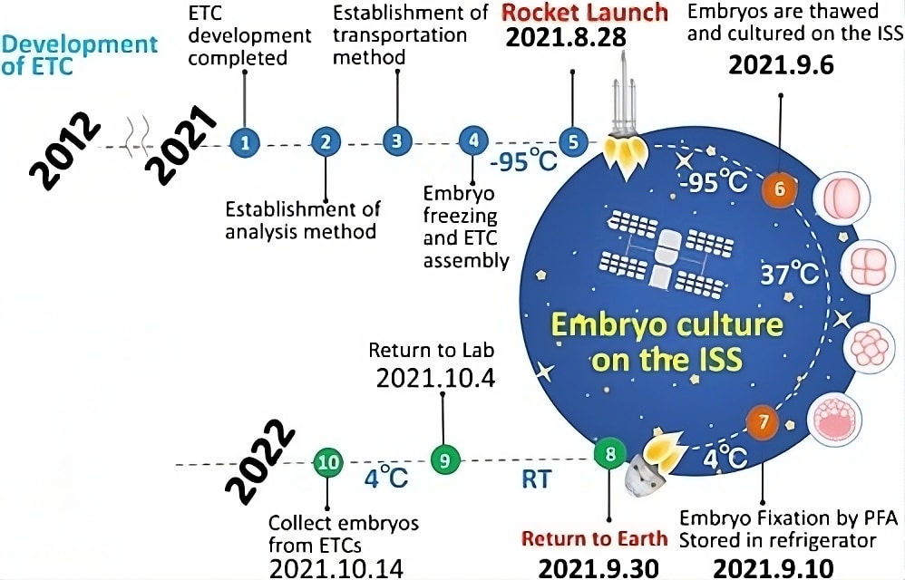 Credits- iScience - Diagramma che mostra la sequenza temporale di questo progetto. Vengono mostrate le date in cui gli embrioni congelati sono stati preparati, trasportati sulla ISS, scongelati e coltivati ​​sulla ISS, fissati con PFA, riportati sulla Ter