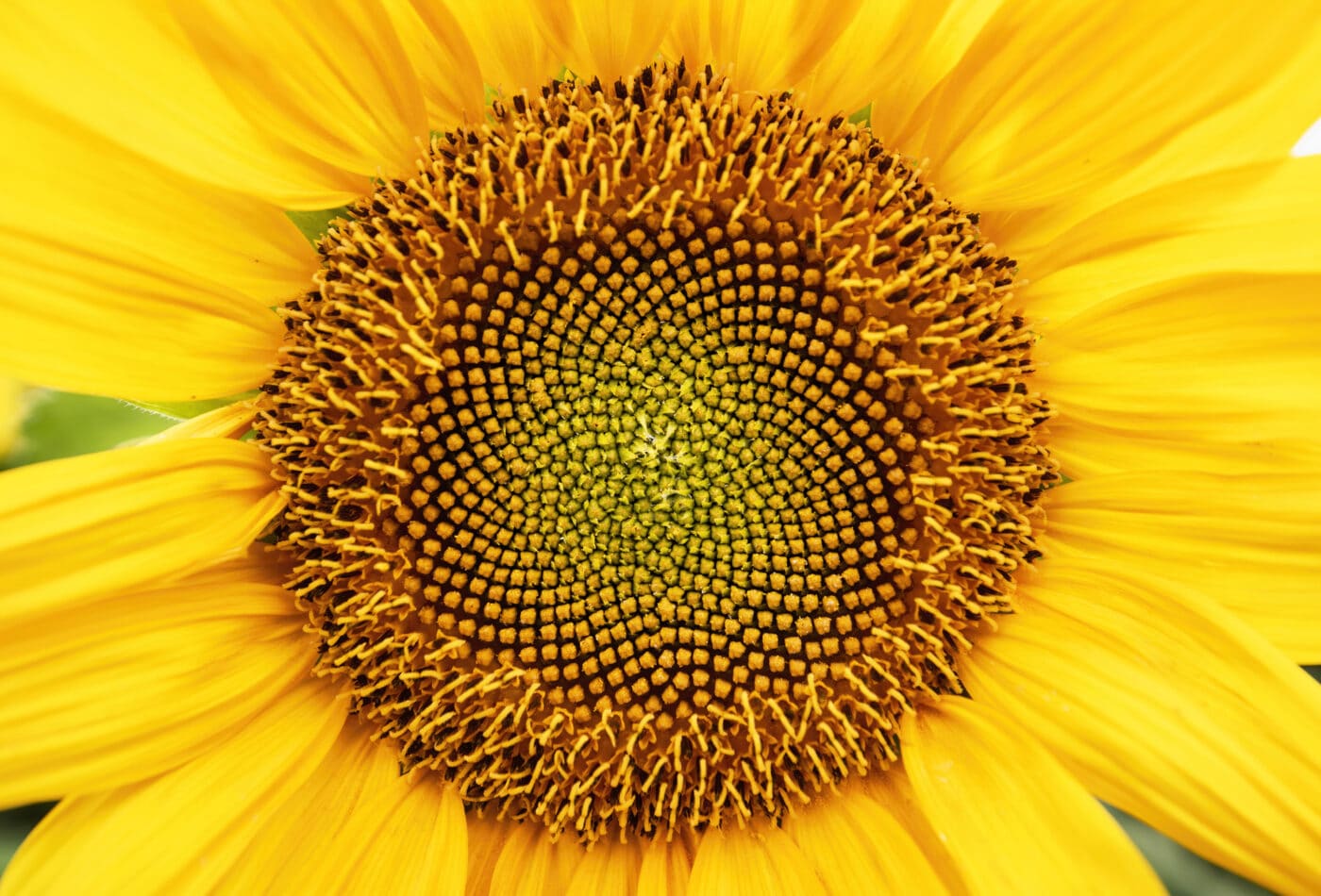 Perché il 23 novembre si celebra il Fibonacci's Day?