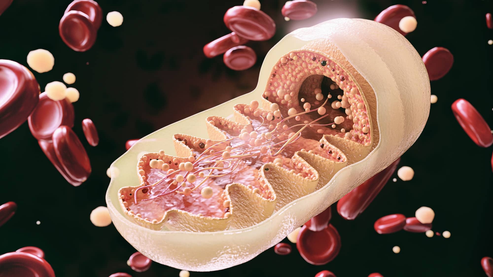 Aciduria combinata D,L-2-idrossiglutarica: cos'è, cause e prognosi