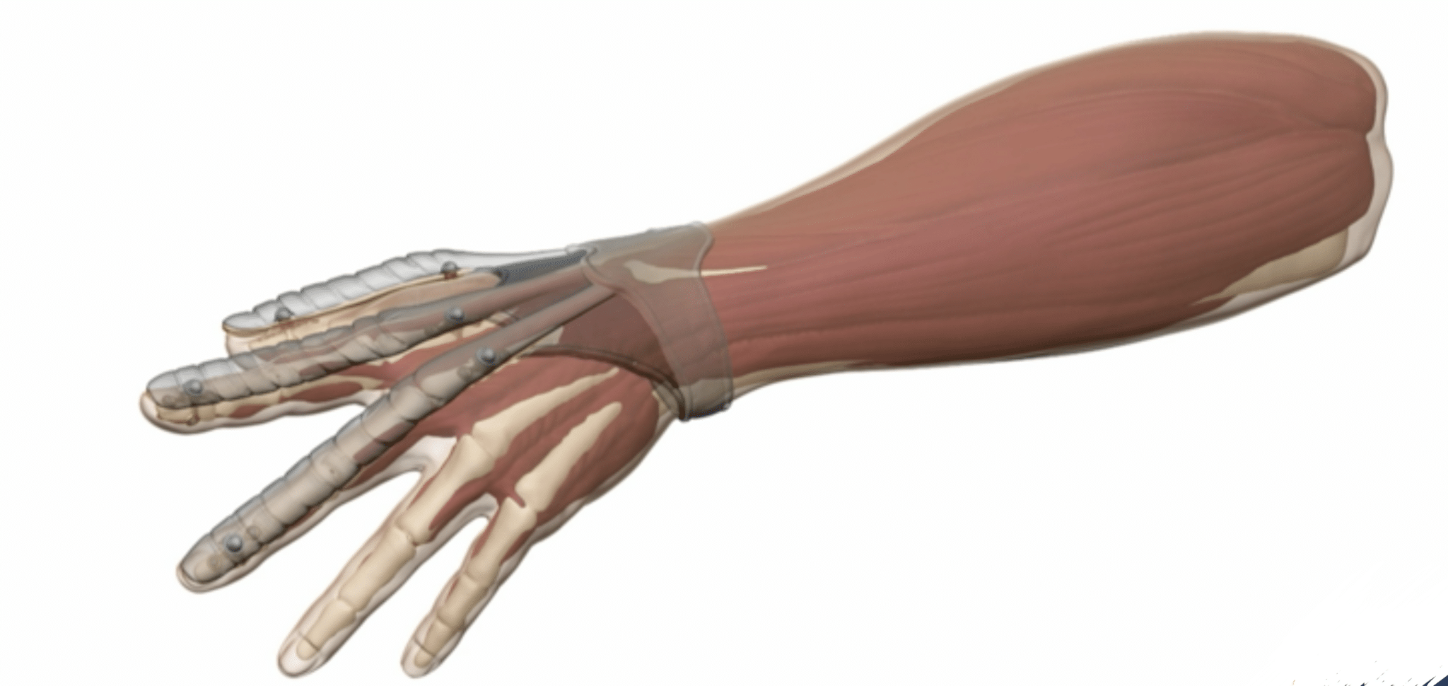 Credits: Muscoli artificiali per ridare l'uso della mano a chi l'ha perso