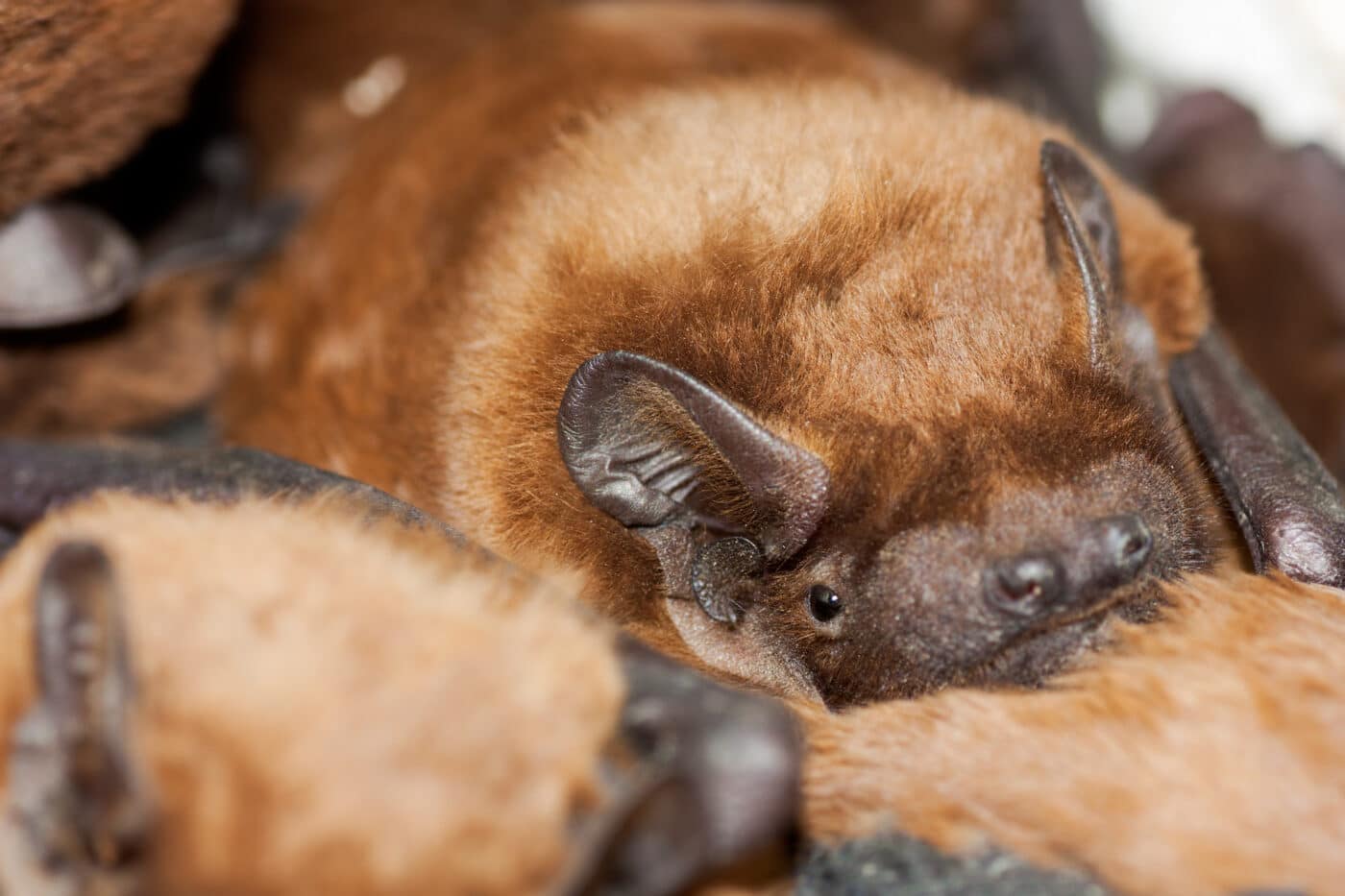 pipistrello pene