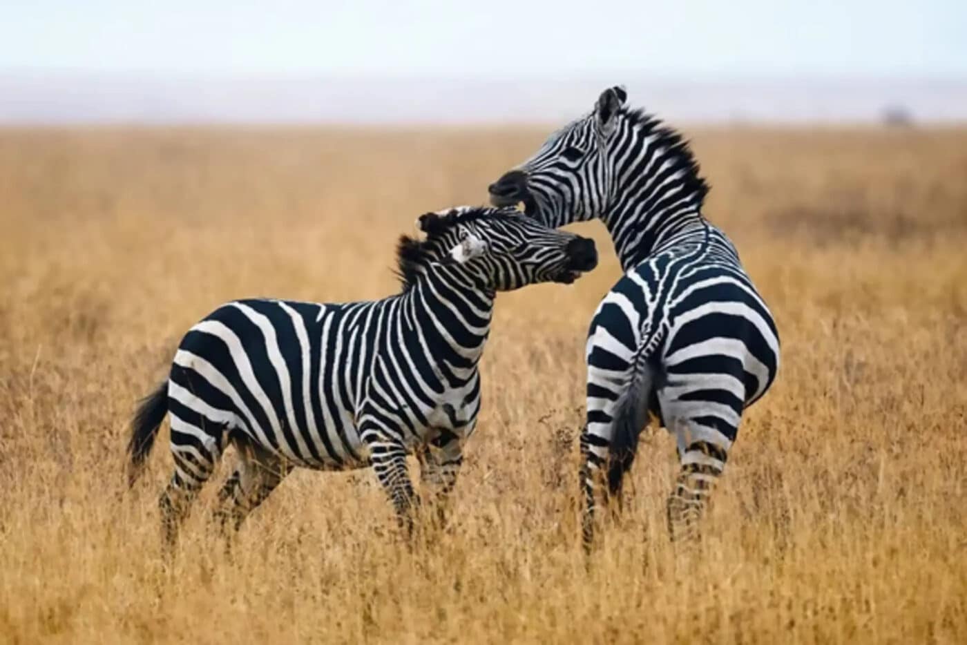 zebre