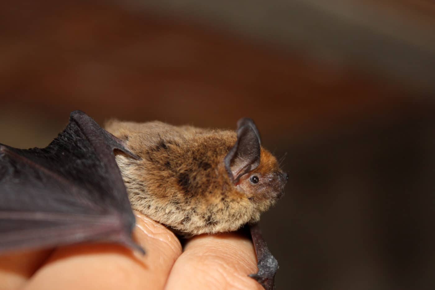 pipistrello pene
