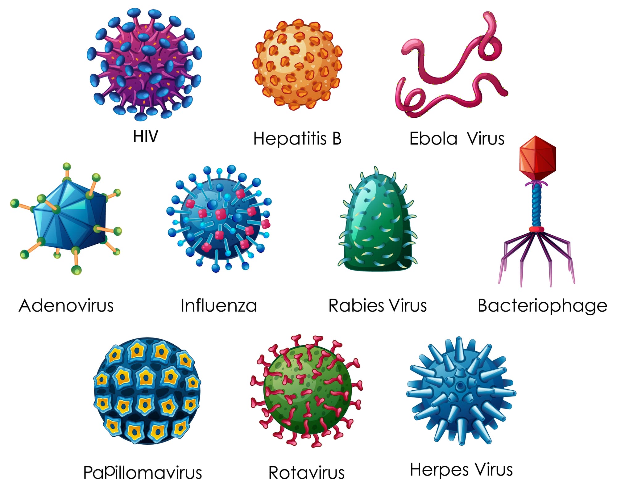 Scoperto un "virus vampiro": si attacca al "collo" di un altro virus per proliferare