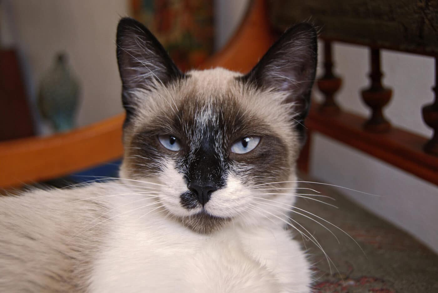 Un gatto coautore di un paper