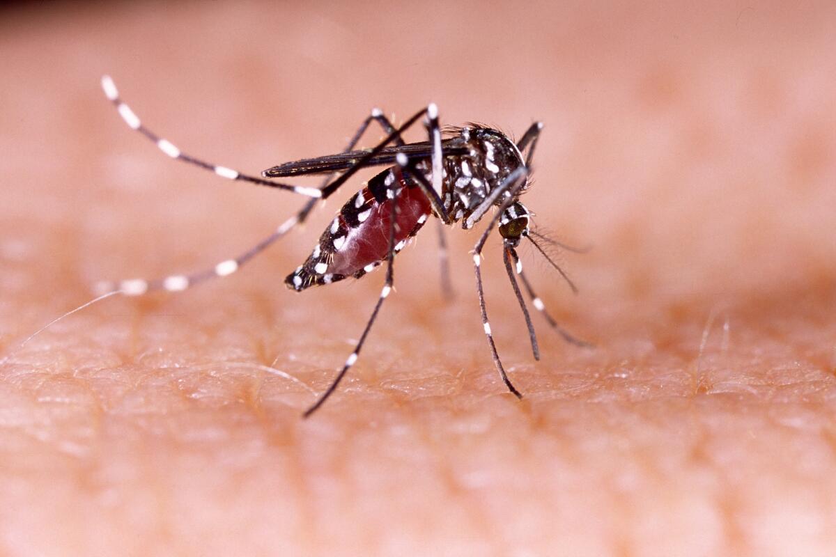 L'Argentina è alle prese con un'epidemia di dengue - Dengue, zika and chikungunya fever mosquito (aedes aegypti) on human skin