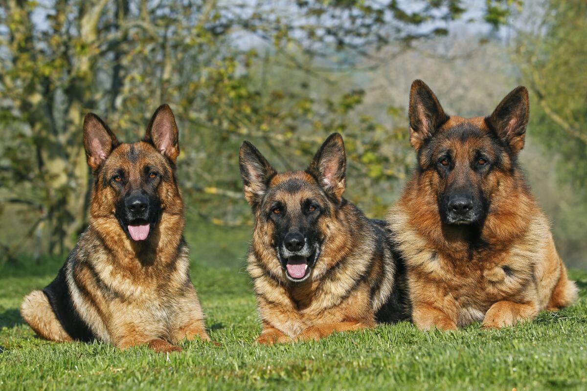 La FDA potrebbe presto approvare un farmaco per allungare la vita dei cani di grossa taglia - German Shepherd Dog, Adults laying on Grass