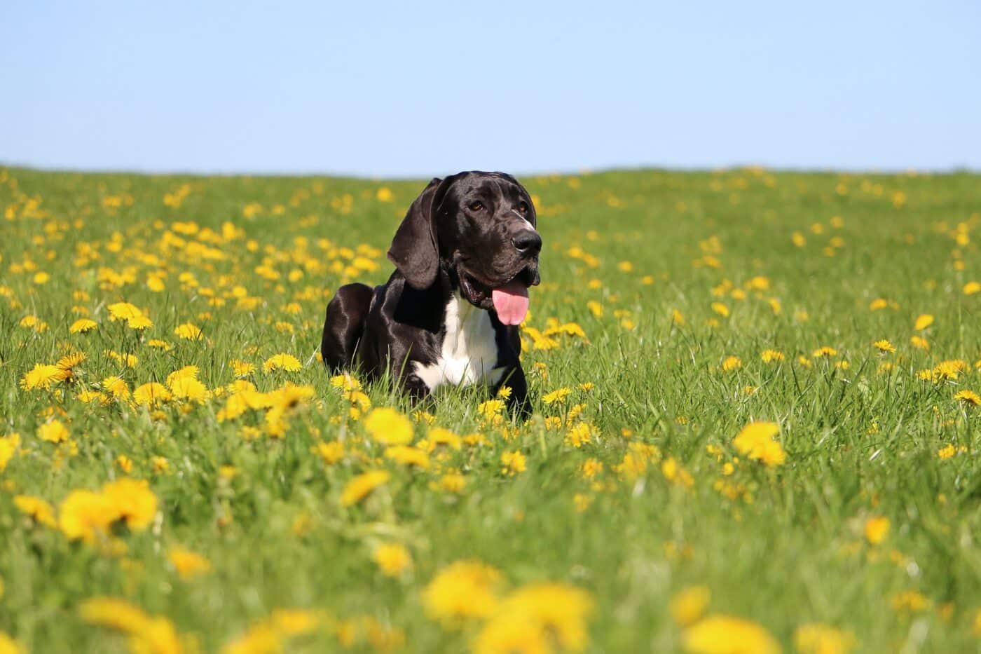 allungare la vita dei cani