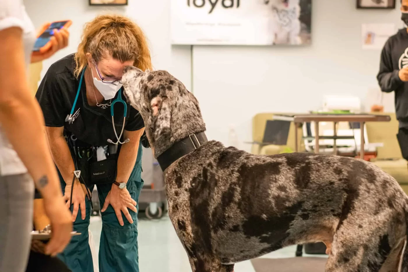 allungare la vita dei cani