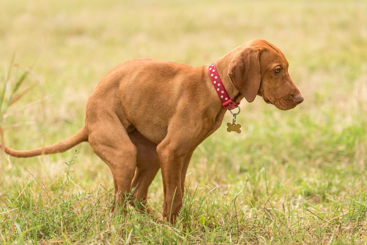 Profilazione genetica canina: dal prossimo mese il via alla banca del DNA dei cani a Bolzano - Beautiful hungarian vizsla dog poops in the green park