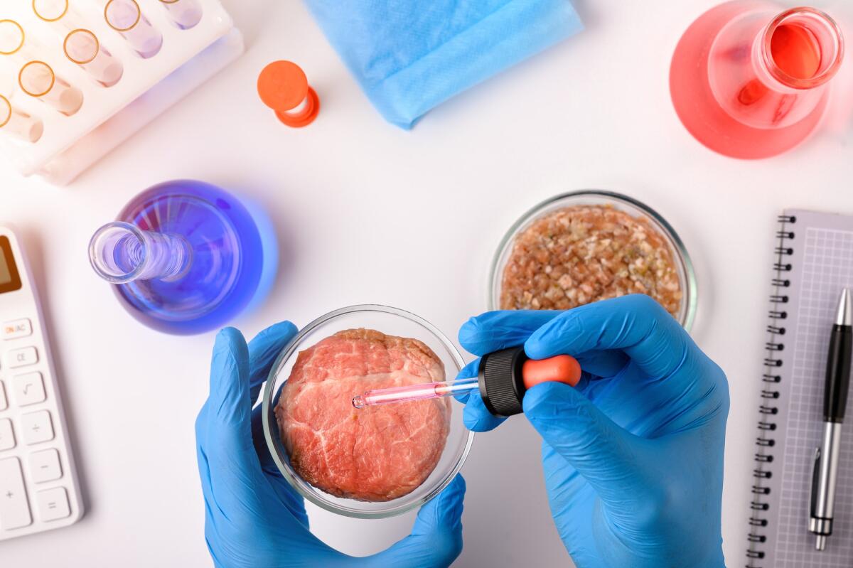 Carne coltivata: una nuova tecnologia permetterebbe di abbatterne i costi - Synthetic meat production. Checking the product for suitability in the laboratory. Artificial meat is the food of the future. Test tube meat.
