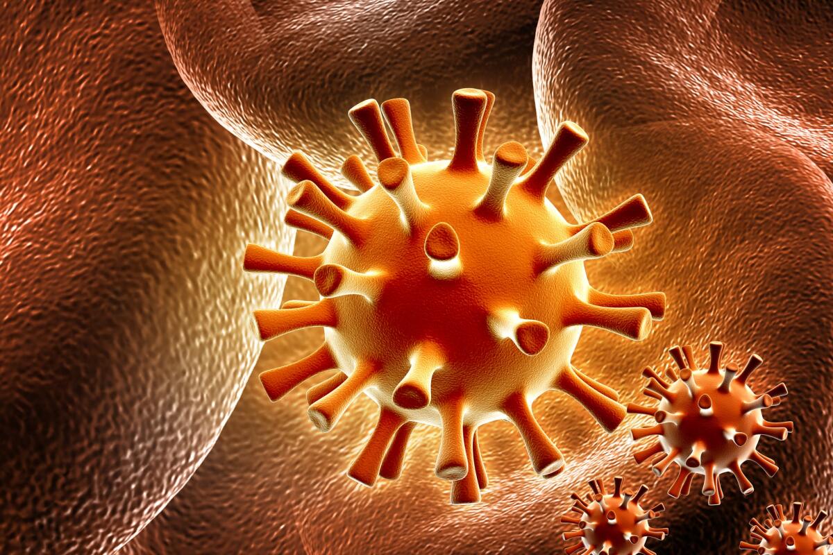 Come l'herpesvirus dei polli è divenuto una minaccia globale - 