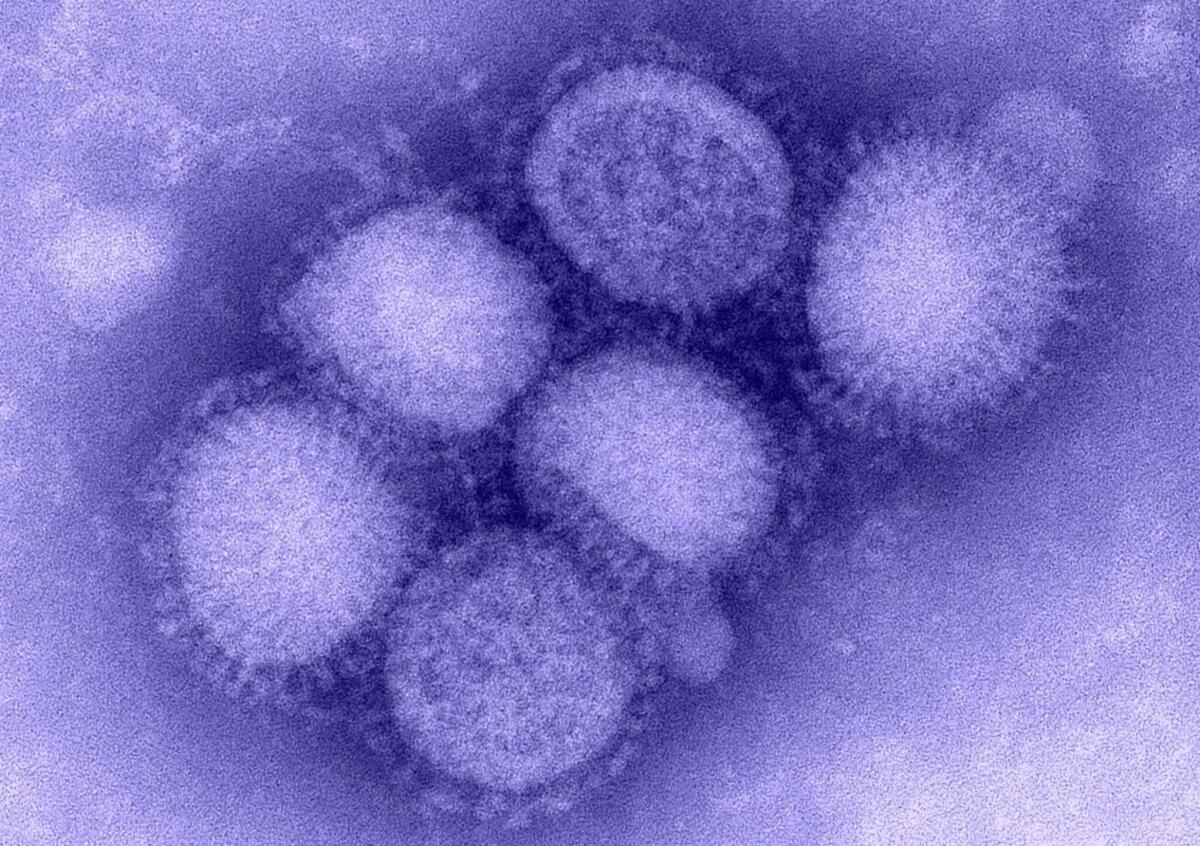 Virus H1N1: cos'è, come diffendersi e perché non dovremmo chiamarlo "influenza suina" - 
