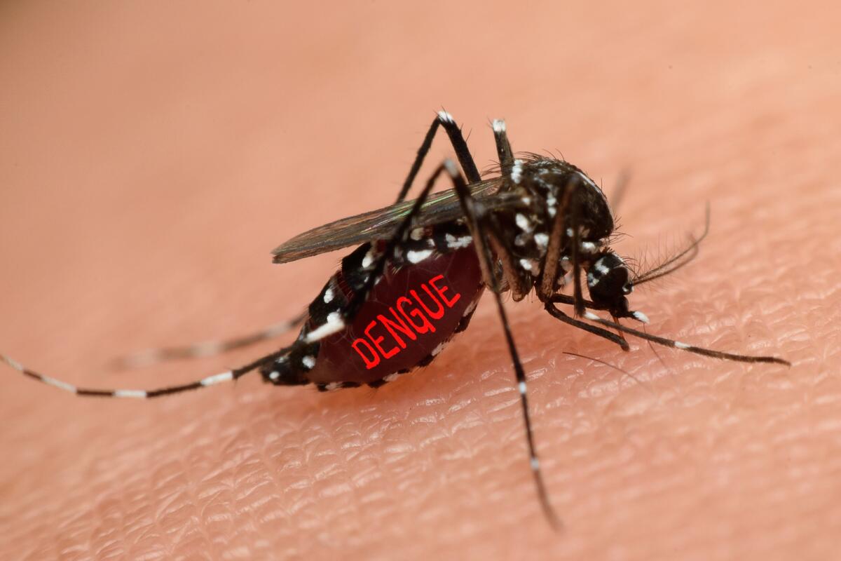 Emergenza dengue in Brasile e Argentina: le misure di prevenzione italiane - Macro of mosquito sucking blood close up on the human skin. Mosquito is carrier of Malaria, Encephalitis, Dengue and Zika virus