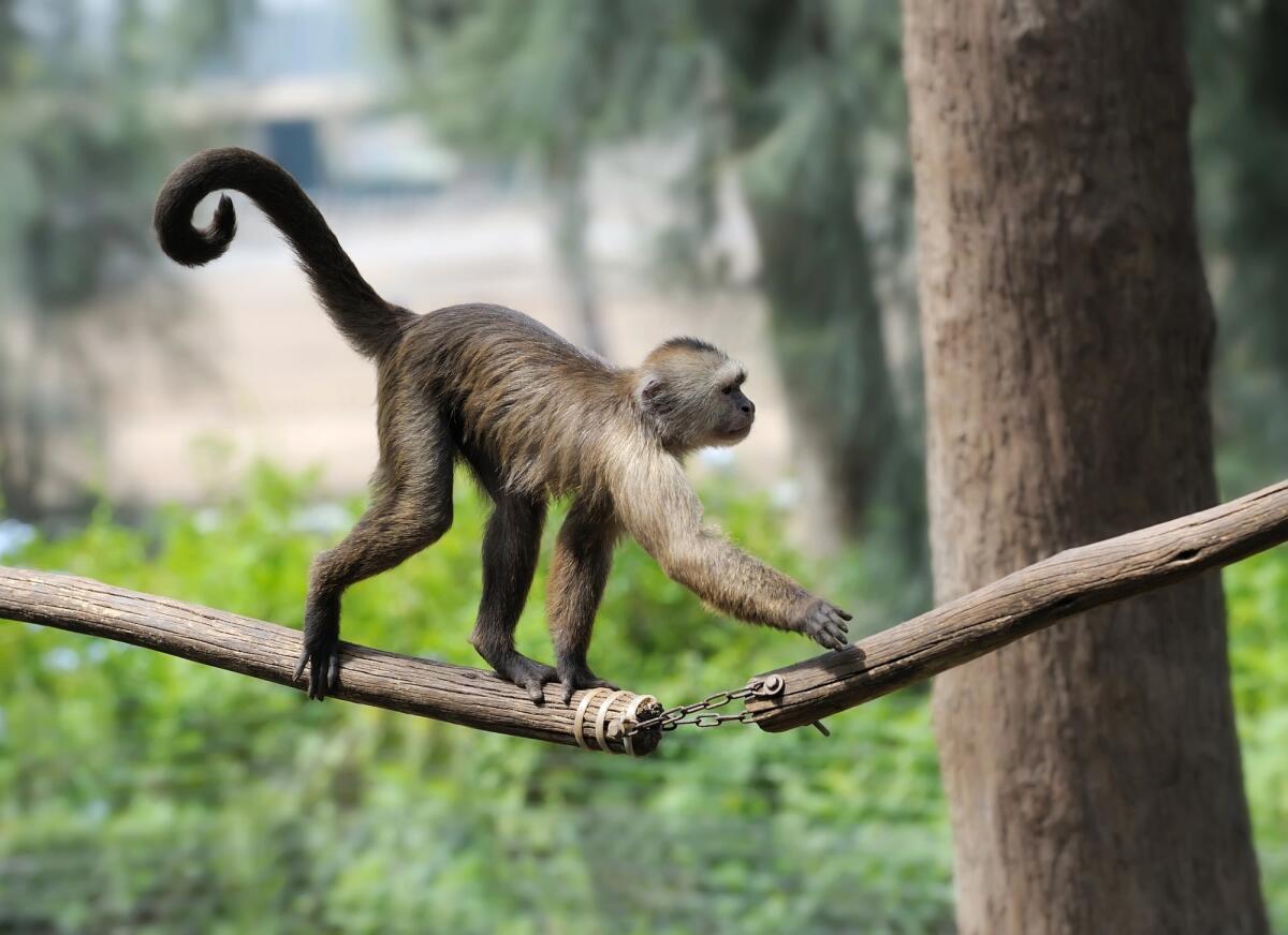 Una scoperta potrebbe spiegare la perdita della coda negli umani e negli scimpanzé - 