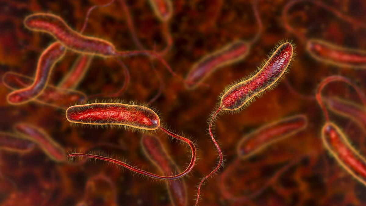 Colera: cos'è, sintomi, trattamento - Vibrio cholerae bacteria, 3D illustration. Bacterium which causes cholera disease and is transmitted by contaminated water