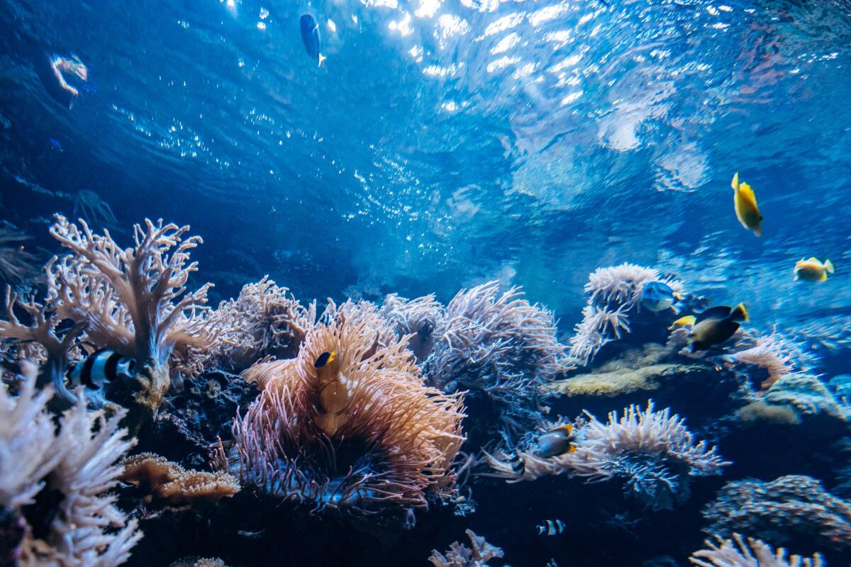 Secondo le spugne marine la Terra ha già superato la soglia di 1.5 °C di riscaldamento - Colorful underwater offshore rocky reef with coral and sponges and small tropical fish swimming by in a blue ocean