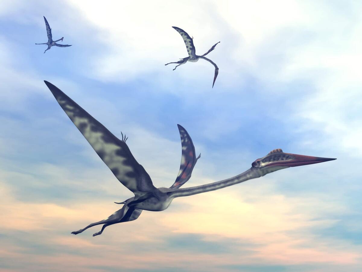 Robopteryx: il robot che svela il mistero delle ali dei dinosauri - Three quetzalcoatlus flying together by sunset - 3D render