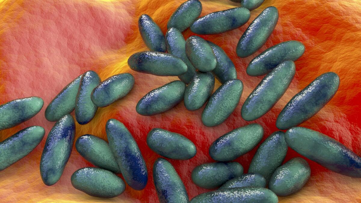 Peste bubbonica nel gatto e negli umani: cos'è, sintomi, trattamento - Plague bacteria Yersinia pestis, scientifically accurate 3D illustration