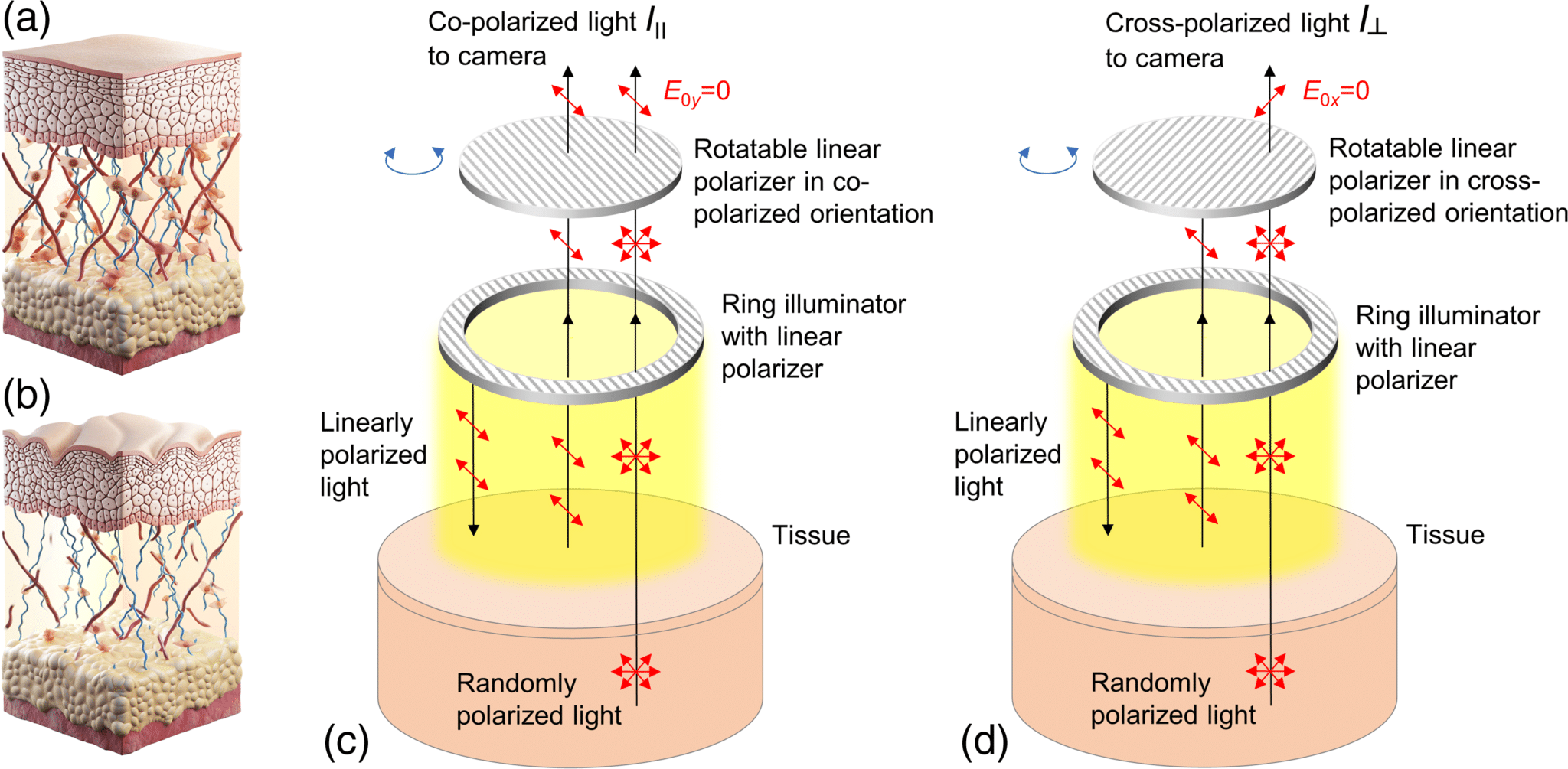 Credits: Incremental residual polarization caused by aging in human skin