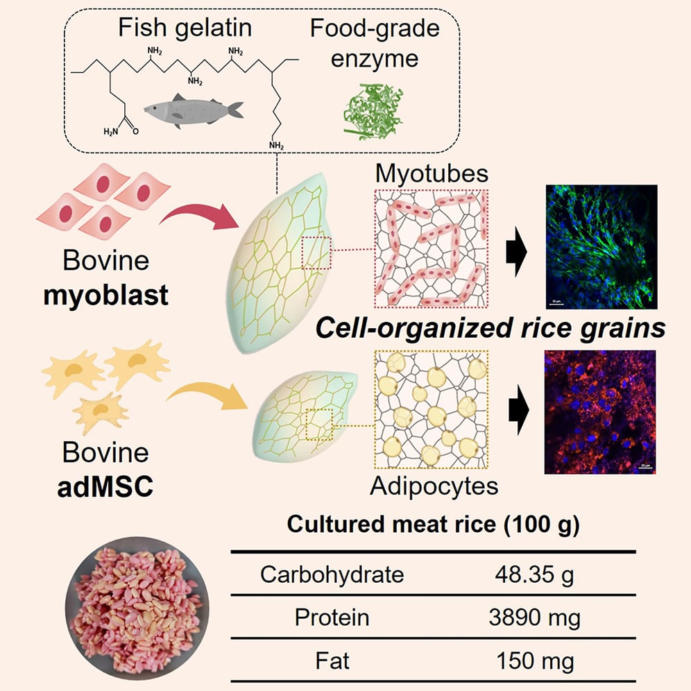 Carne coltivata all'interno dei chicchi di riso? Dalla Corea uno studio che ne dimostra la fattibilità