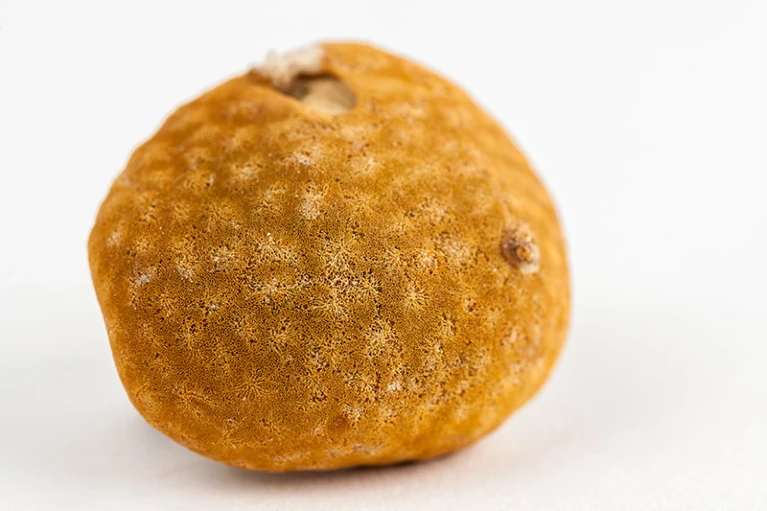 Una spugna simile a un corallo, Ceratoporella nicholsoni, che cresce nei Caraibi, può fungere da proxy per le temperature del mare risalenti a 300 anni fa. Credits: Kristen Grace/Museo della Florida.