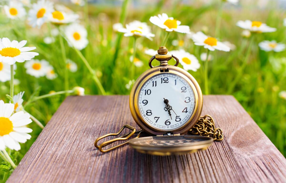 Ora legale: origini, quando e dove si sposteranno le lancette, pro e contro - Open vintage pocket watch placed on a rustic wooden table, beautifully set against the backdrop of a blooming daisy field. Time management and productivity related background.